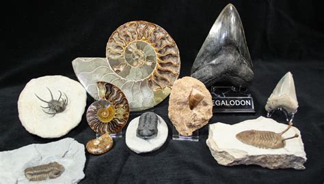 fossilera fossils